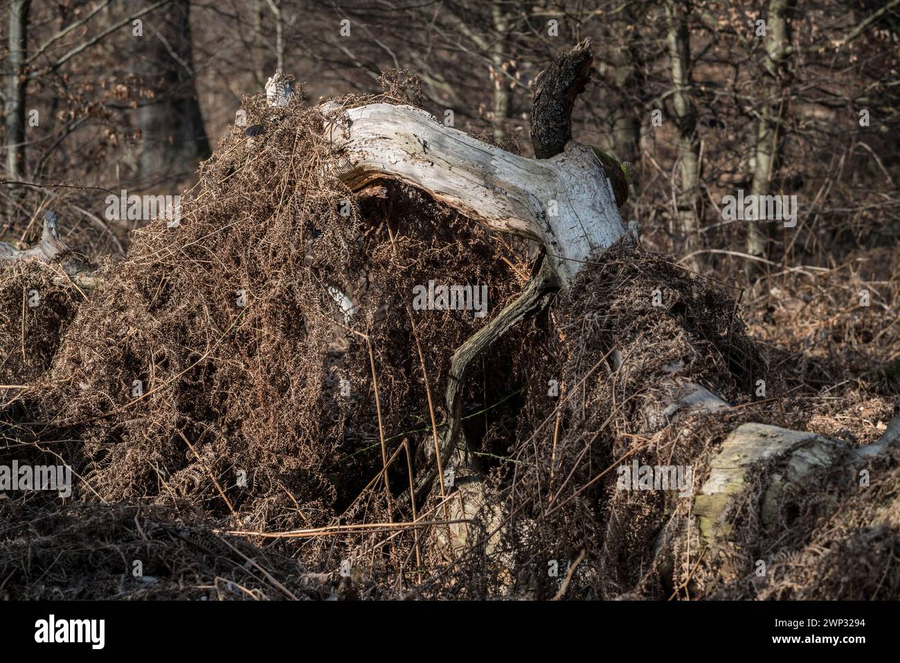 ricoperto di felce Foto Stock