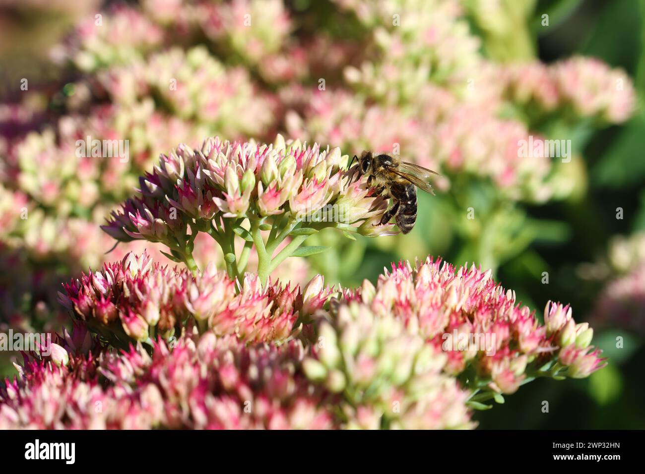 Sedum fiorito in autunno con api selvatiche Foto Stock