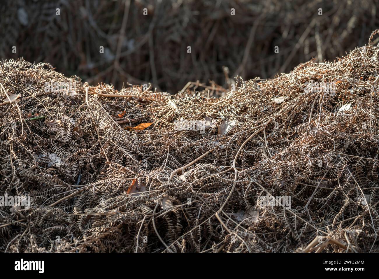 ricoperto di felce Foto Stock