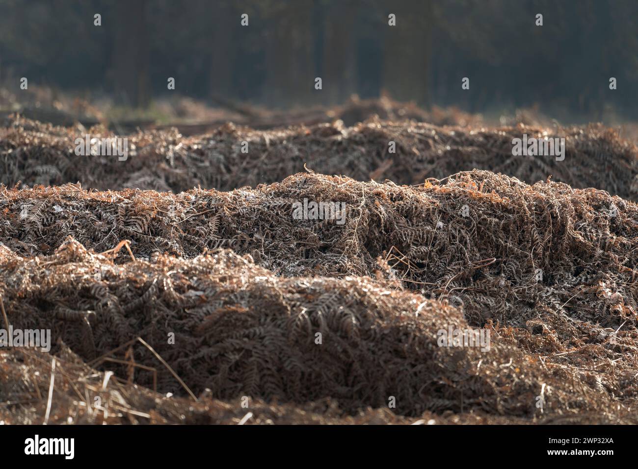 ricoperto di felce Foto Stock