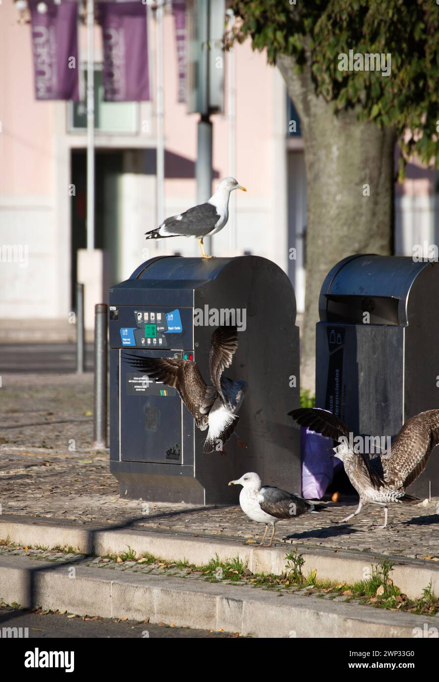 Gabbiani e piccioni in un cestino pubblico. Foto Stock
