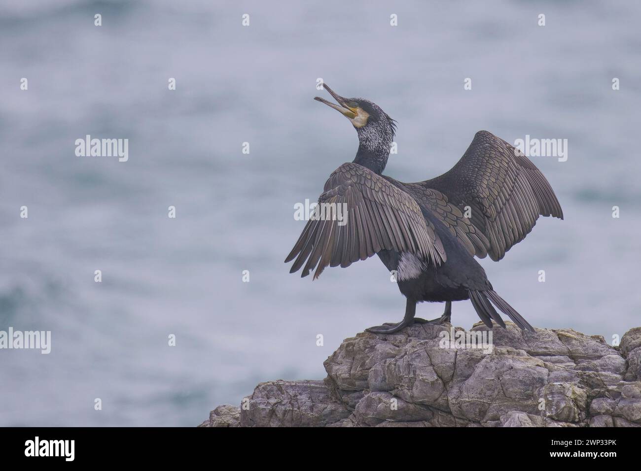 Il grande Cormorano si trova sulle rocce in riva al mare e si estende sulle ali per mostrare piume nere dettagliate e un becco curvo aperto sul viso bianco arancione Foto Stock