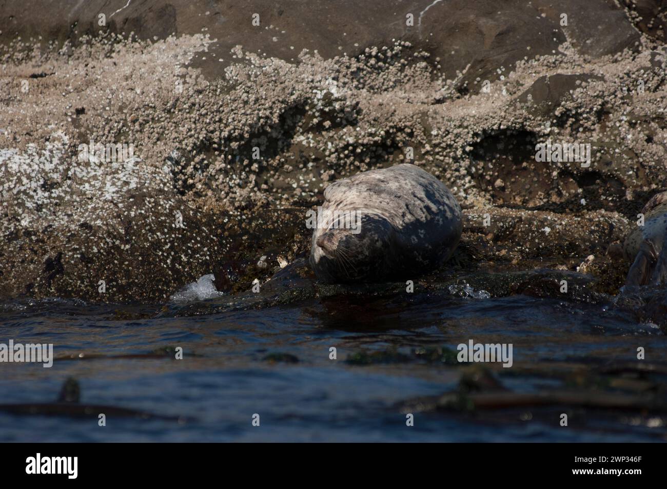 Harbor Seal o Common Seal, Phoca vitulina, nella Columbia Britannica Canada ha tirato fuori su rocce, Cabbage Island, Gulf Islands, Canada Foto Stock