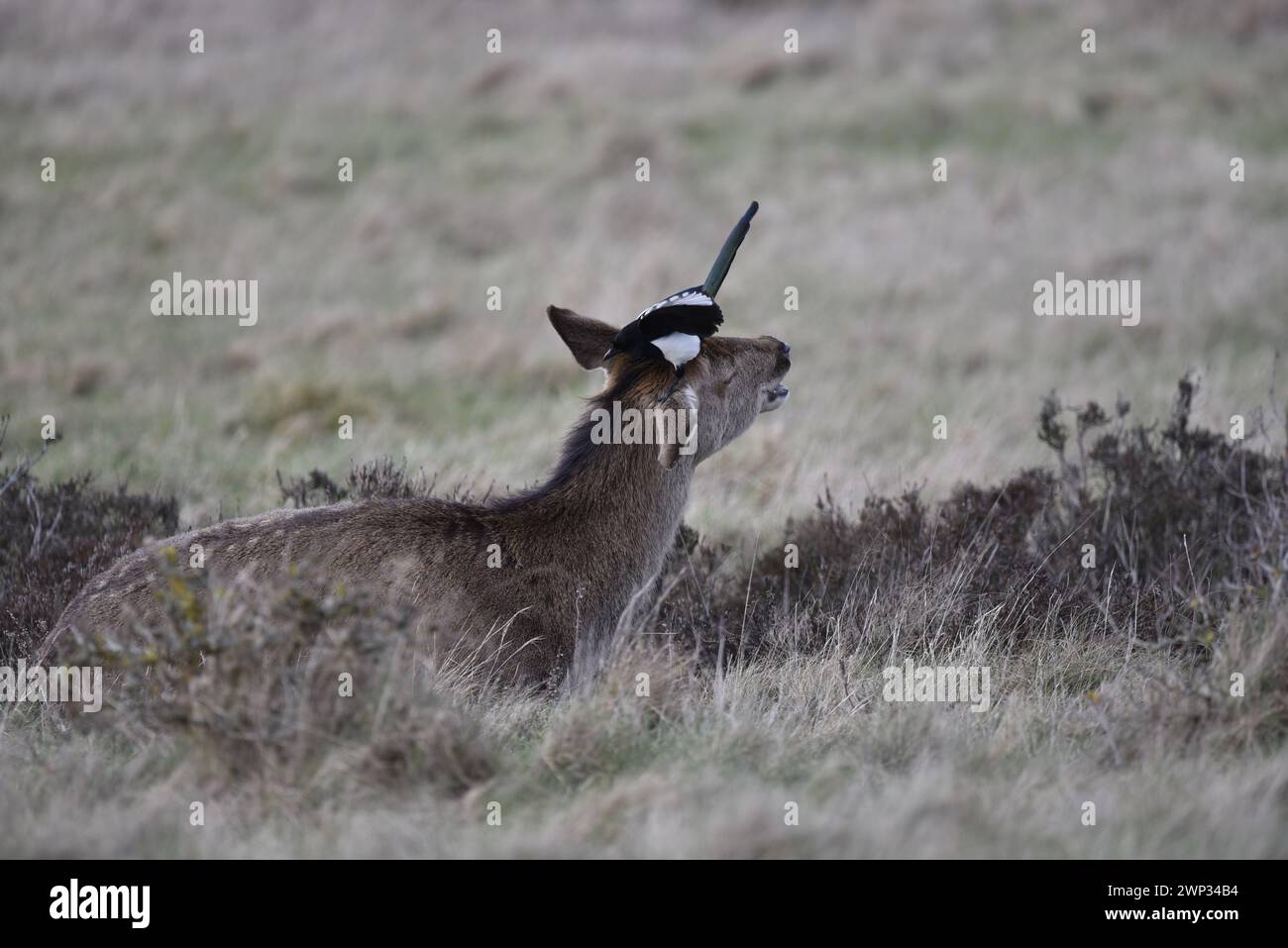 Doe Red Deer (Cervus elaphus) sdraiato in erba con bocca aperta e collo allungato, e un Magpie che si stringe l'orecchio, scattato nel Regno Unito a febbraio Foto Stock