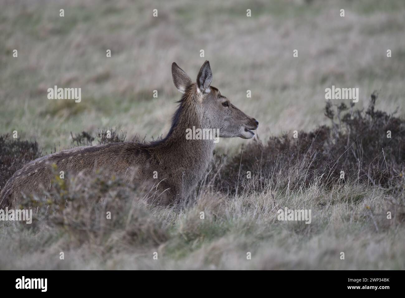 In basso a sinistra in primo piano immagine di un cervo rosso (Cervus elaphus) sdraiato in erba a destra con bocca aperta e orecchie in alto, ripresa nel Regno Unito in inverno Foto Stock