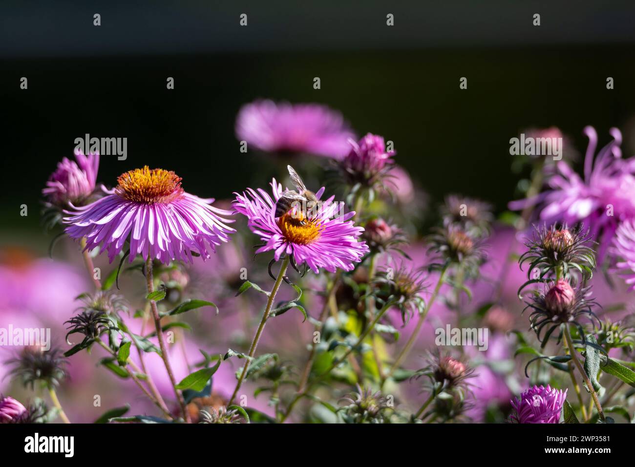 fiori rosa dell'aster da vicino. Aster Dumosus Foto Stock