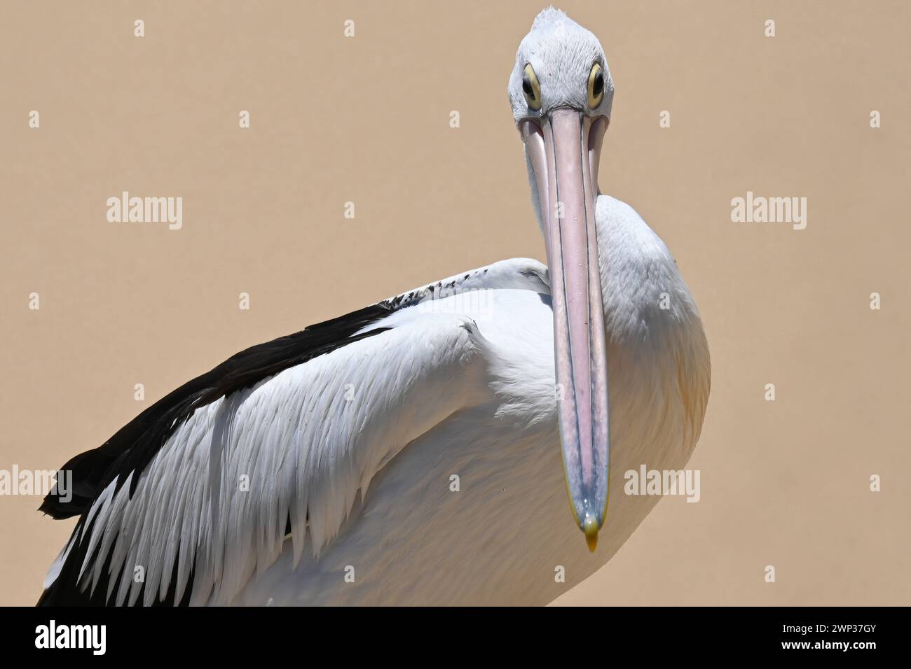 Pelican in Australia. Le sue caratteristiche distintive, come il lungo becco e la grande apertura alare, sono evidenziate nell'immagine, a dimostrazione della sua bellezza. Foto Stock
