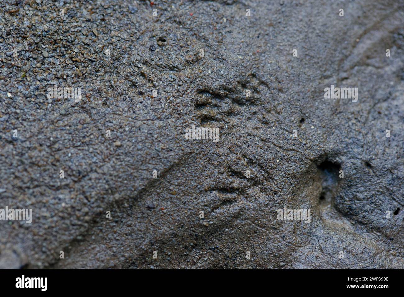 Tracce di arbusti nel fango (Soricidae) Foto Stock