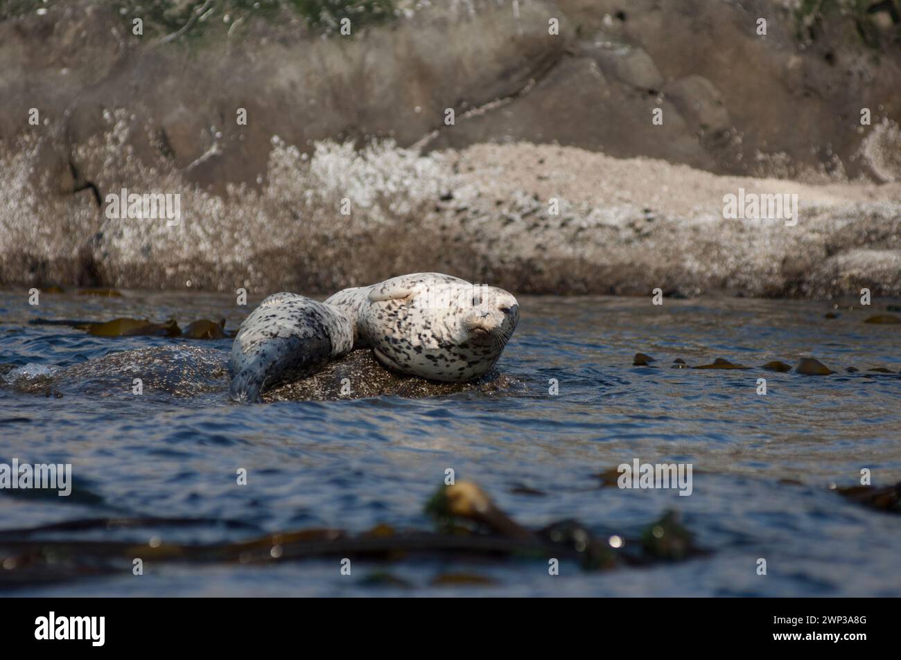 Harbor Seal o Common Seal, Phoca vitulina, nella Columbia Britannica Canada ha tirato fuori su rocce, Cabbage Island, Gulf Islands, Canada Foto Stock