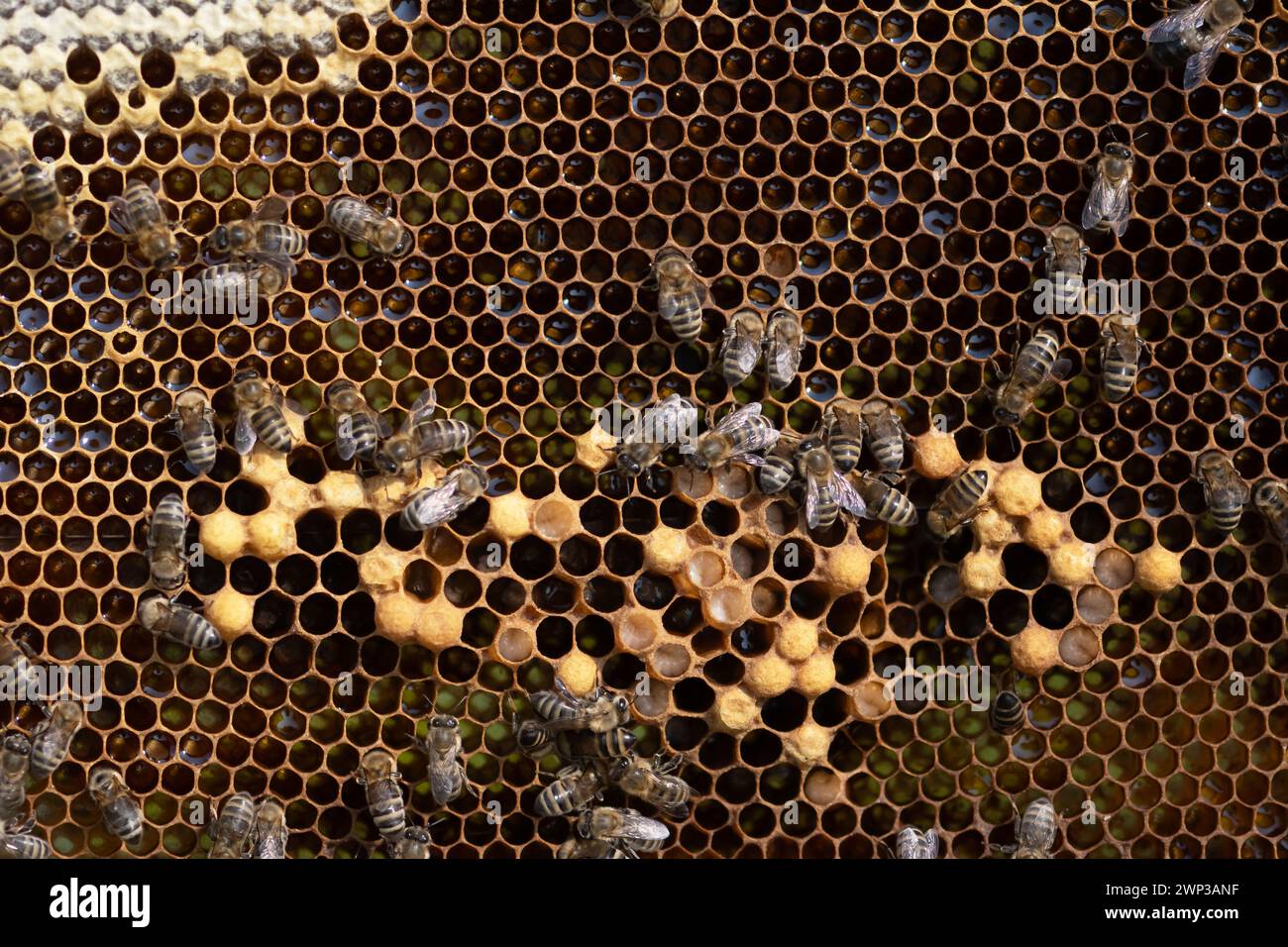 Le api che lavorano sul vero favo. Il concetto di apicoltura e produzione di miele Foto Stock