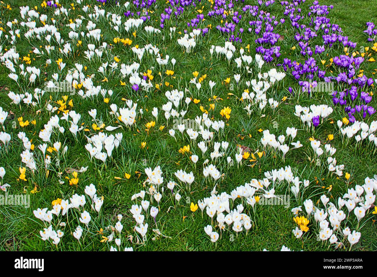 Glasgow, Scozia, Regno Unito. 5 marzo 2024: UK Meteo: La galleria d'arte Kelvingrove ha una bella mostra di crochi primaverili. Il sole nel centro della città ha visto la gente del posto e i turisti per le strade. Credit Gerard Ferry/Alamy Live News Foto Stock