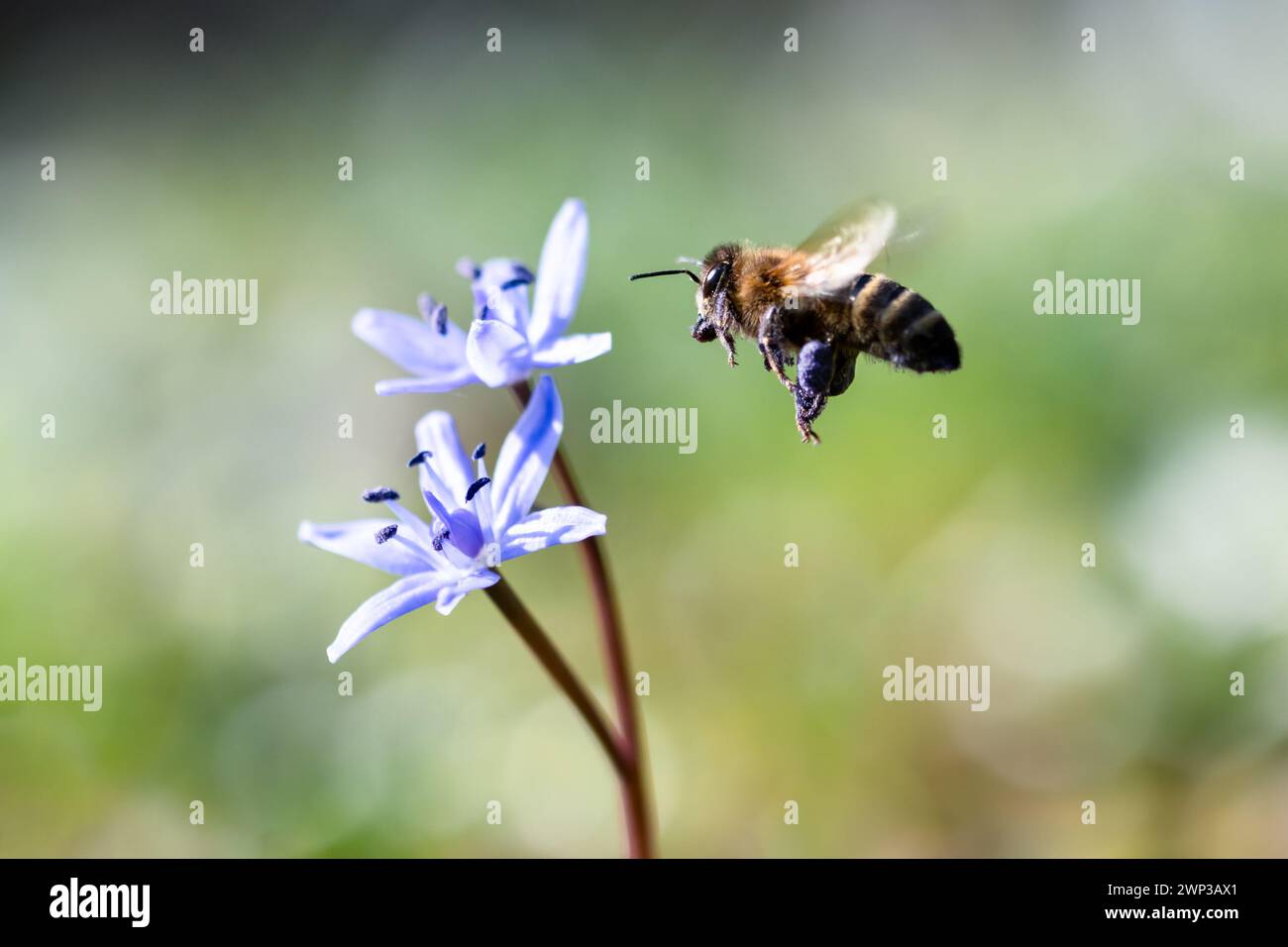 Un'ape volante che raccoglie polline dal fiore selvatico blu sul prato primaverile. Fotografia macro Foto Stock