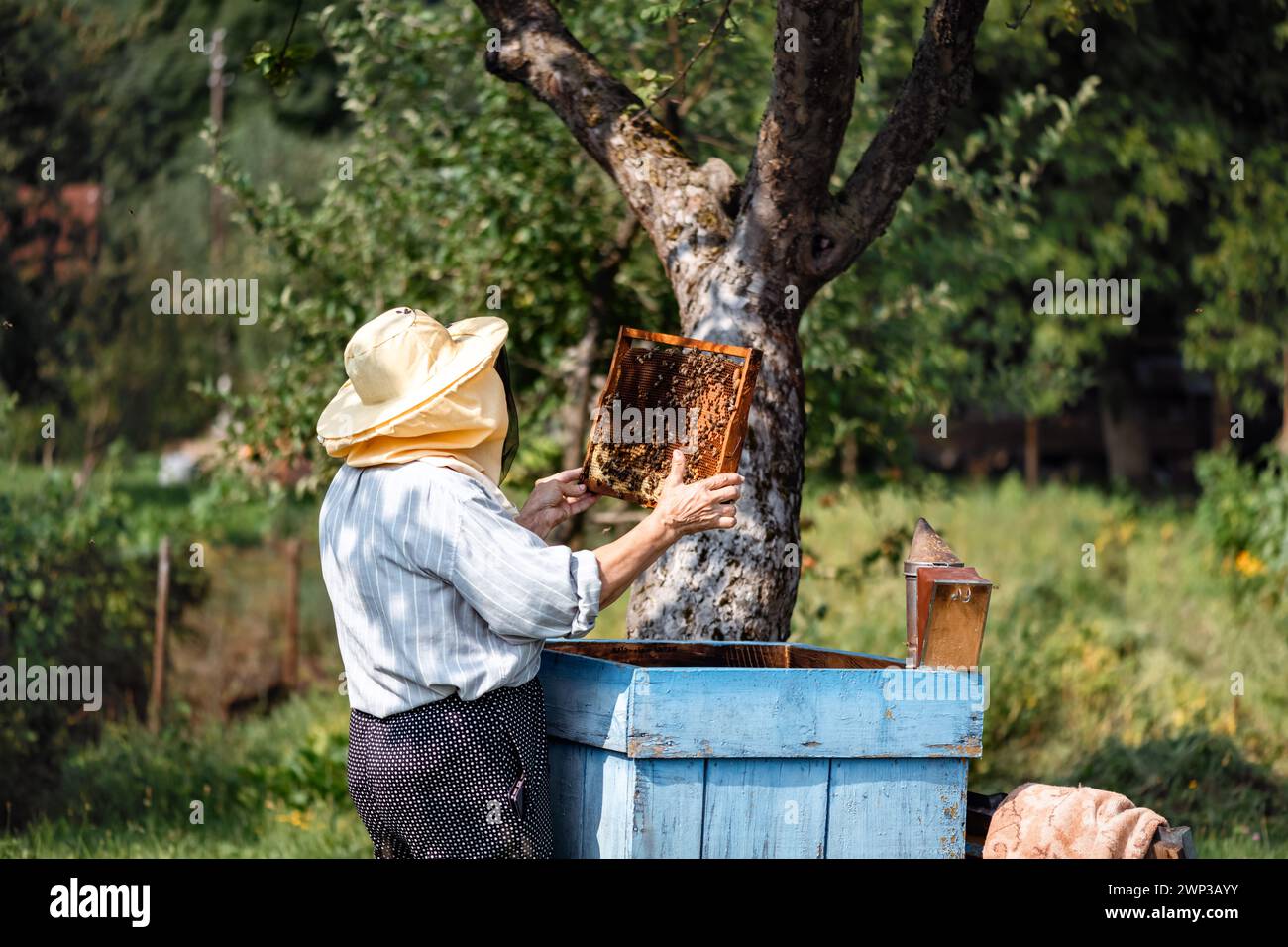 Apicoltore che ispeziona una struttura a nido d'ape piena di api e miele all'apiario nel giardino estivo. Concetto di apicoltura Foto Stock