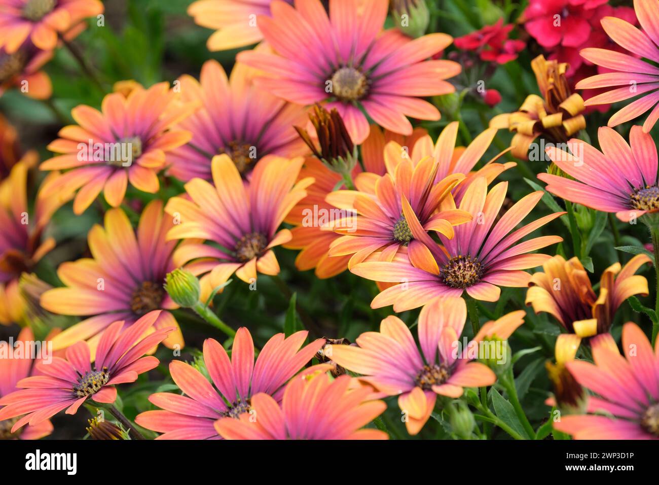 Osteospermum Purple Sun, African Daisy, fiori di albicocca-arancia e lilla-viola Foto Stock