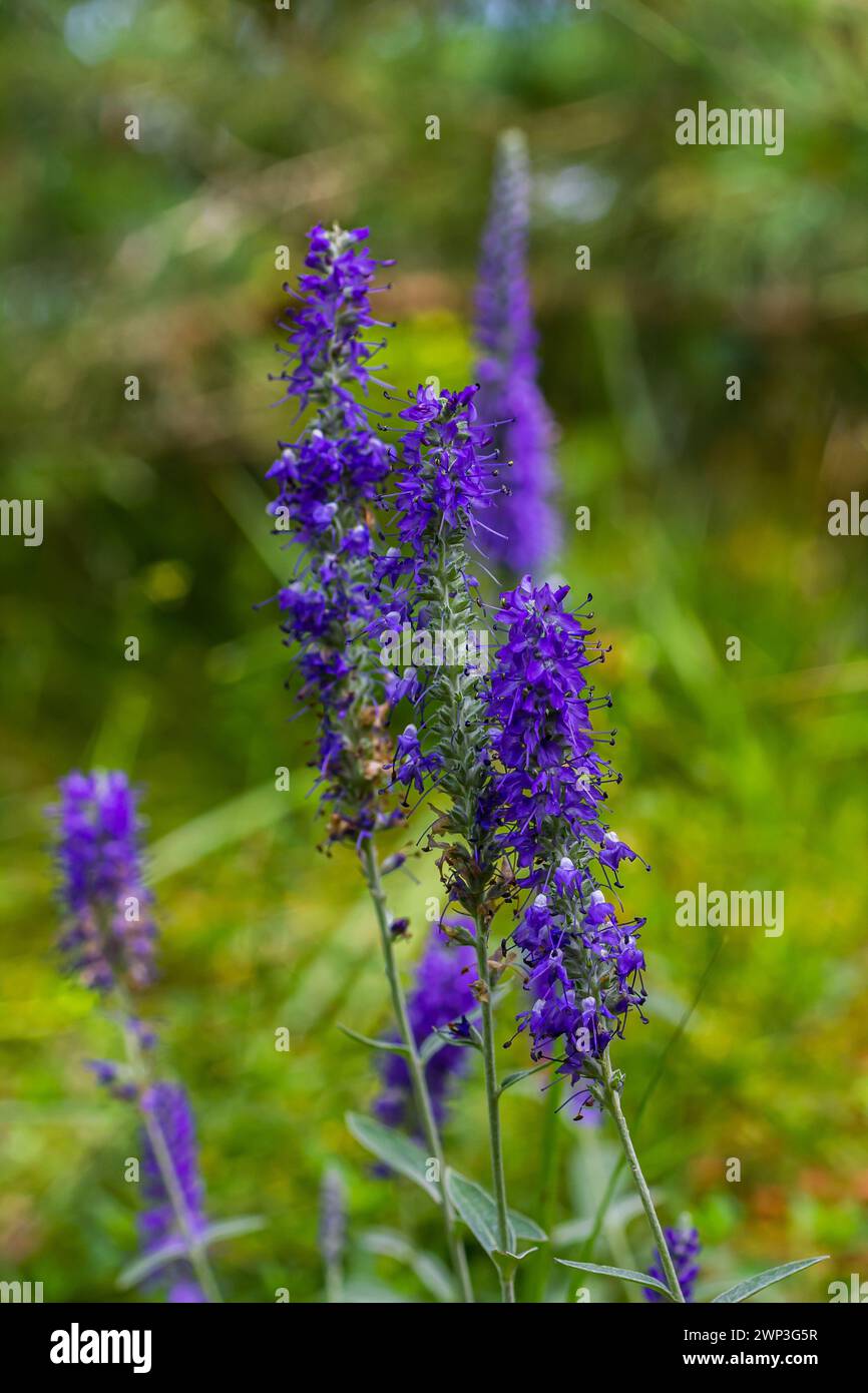 Punte fiorite di Veronica Spicata Ulster Nano fiore Blu. Foto Stock