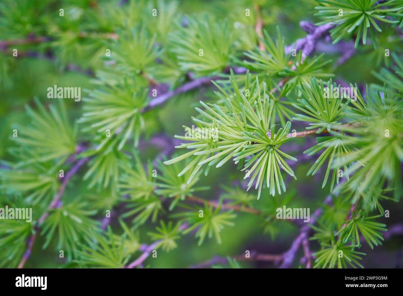 Giovani rami di larice. Closeup di aghi giovani di larice verde. Larix sibirica, il larice siberiano o il larice russo. Foto Stock