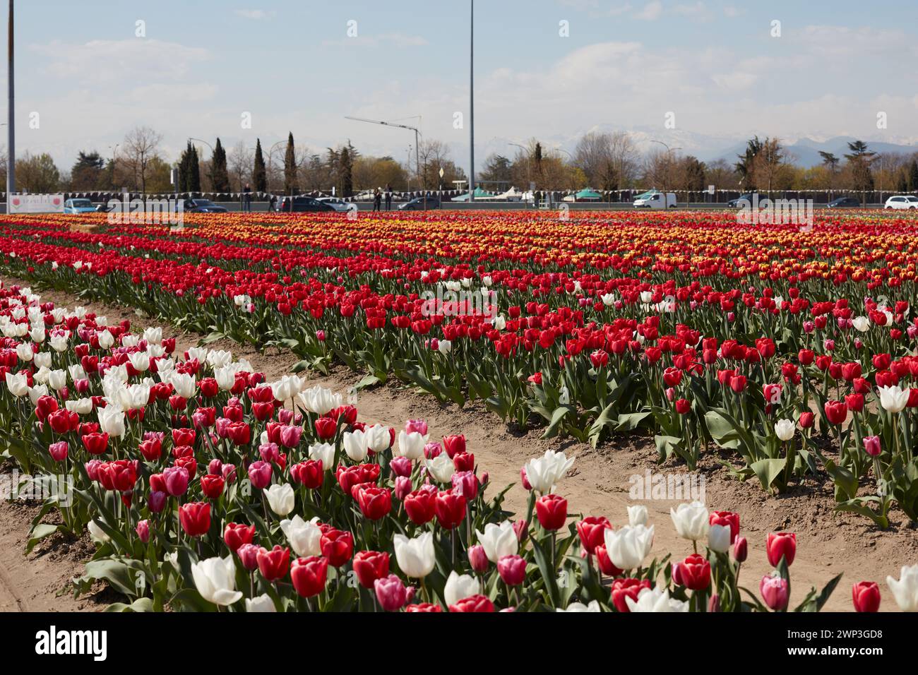 TORINO, ITALIA - 29 MARZO 2023: Mostra Tulipani Italiani, fiori di tulipani colorati e campo alla luce del sole primaverile Foto Stock