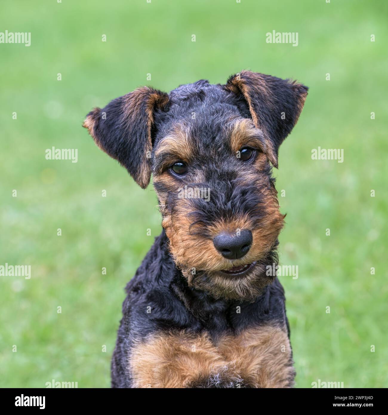 Cucciolo Airedale Terrier, 10 settimane, sella nera con segni di abbronzatura, ritratto della testa di un cane dall'aspetto amichevole, Germania Foto Stock