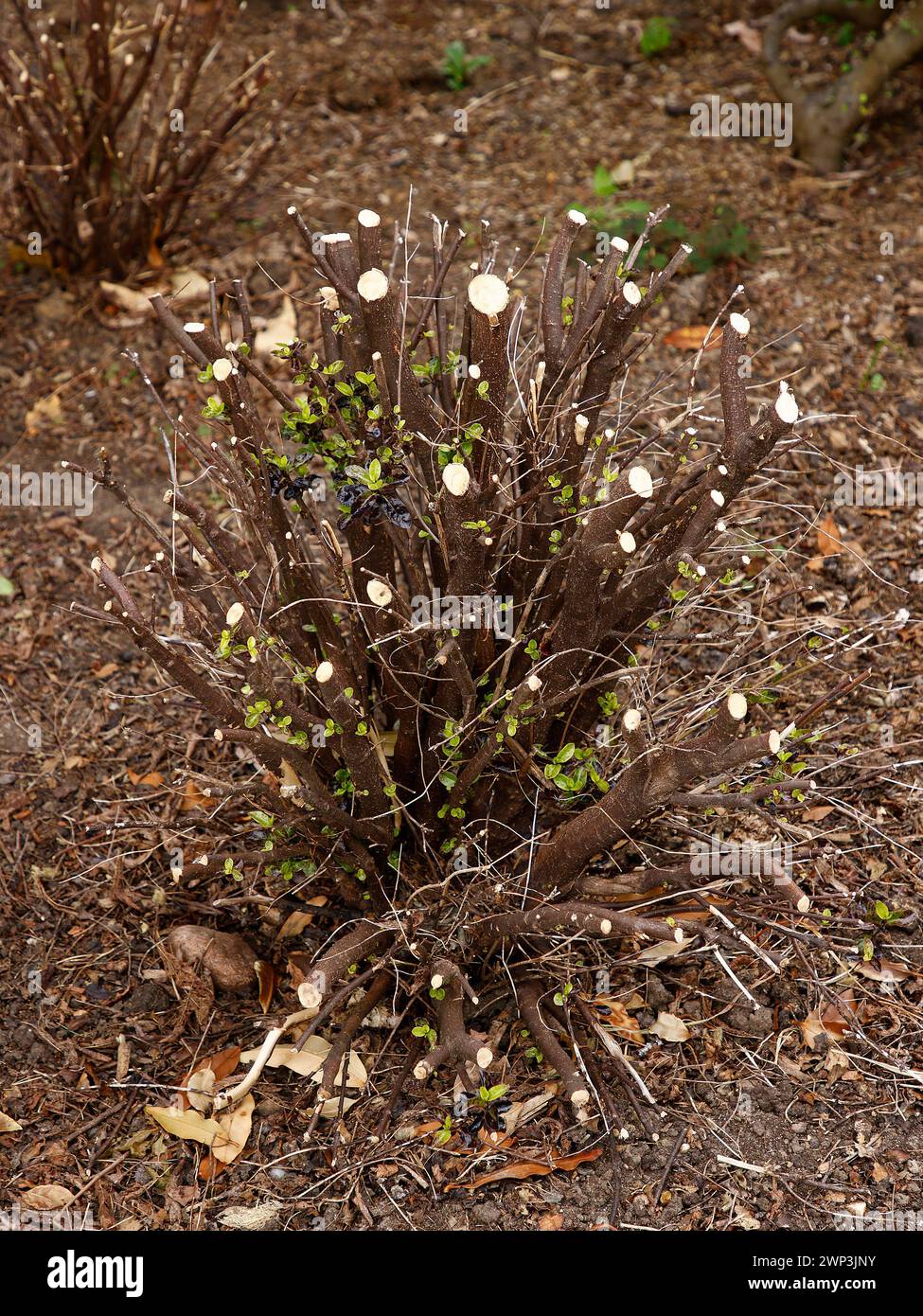Il pollice Pittosporum tenuifolium tom ha subito un taglio significativo. Composizione verticale in primo piano per autentiche tecniche di potatura del giardinaggio. Foto Stock