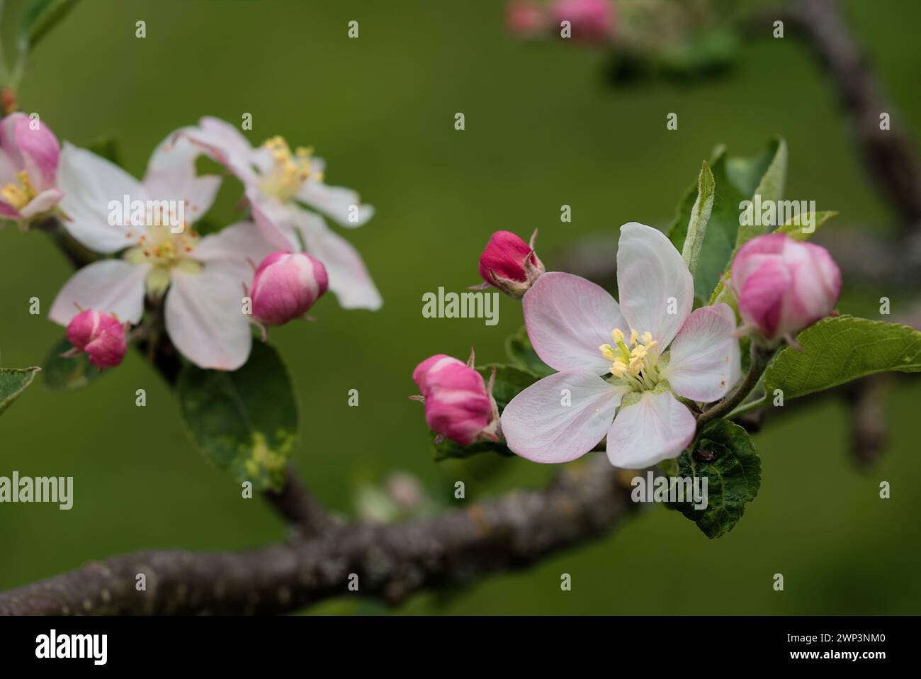 fleurs de pommier au printemps, Auvergne Foto Stock