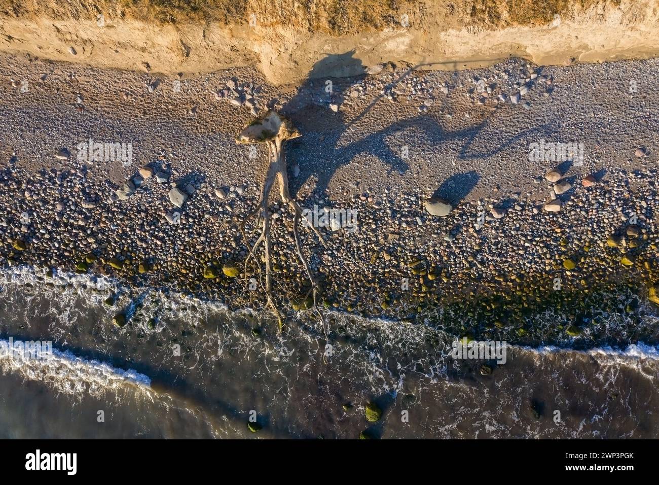 Albero morto sulla spiaggia di Brodtener Ufer / Brodten Steilufer, scogliera nella baia di Lübeck lungo il Mar Baltico all'alba, Schleswig-Holstein, Germania Foto Stock