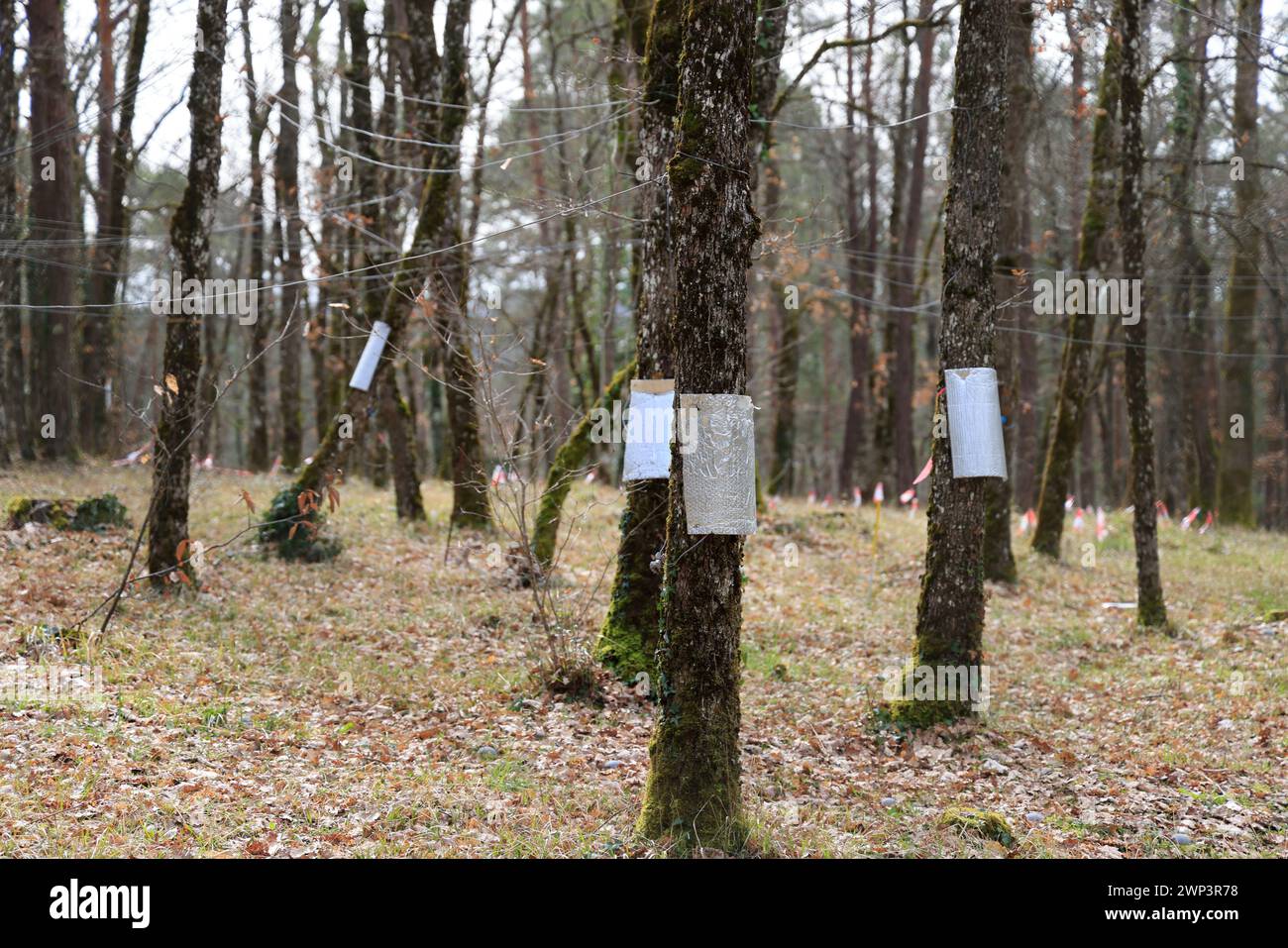 Grotta Lascaux originale. Foresta di querce e copertura vegetale sopra l'originale grotta di Lascaux. Gli impianti tecnici in superficie contribuiscono alla conservazione Foto Stock