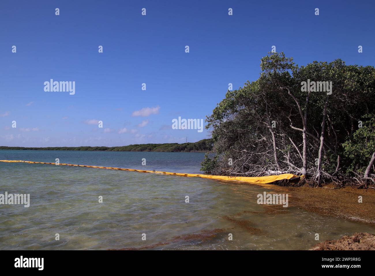 Barriera da nuoto per proteggere le mangrovie dal petrolio durante la fuoriuscita di petrolio da chiatta rovesciata vicino a Tobago (Bonaire, Paesi Bassi caraibici) Foto Stock