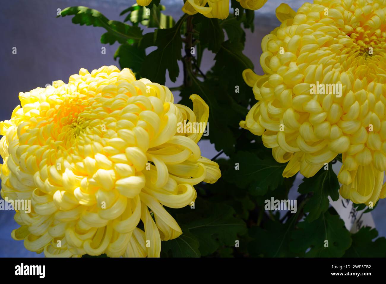 Grande testa gialla di fiore di crisantemo giapponese Foto Stock