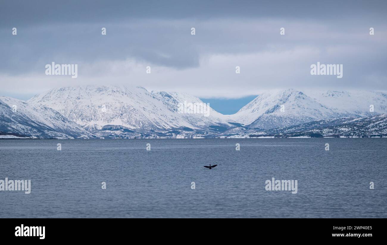 Splendida vista panoramica delle montagne innevate intorno a un fiordo norvegese con un uccello d'acqua sopra l'acqua. Foto Stock