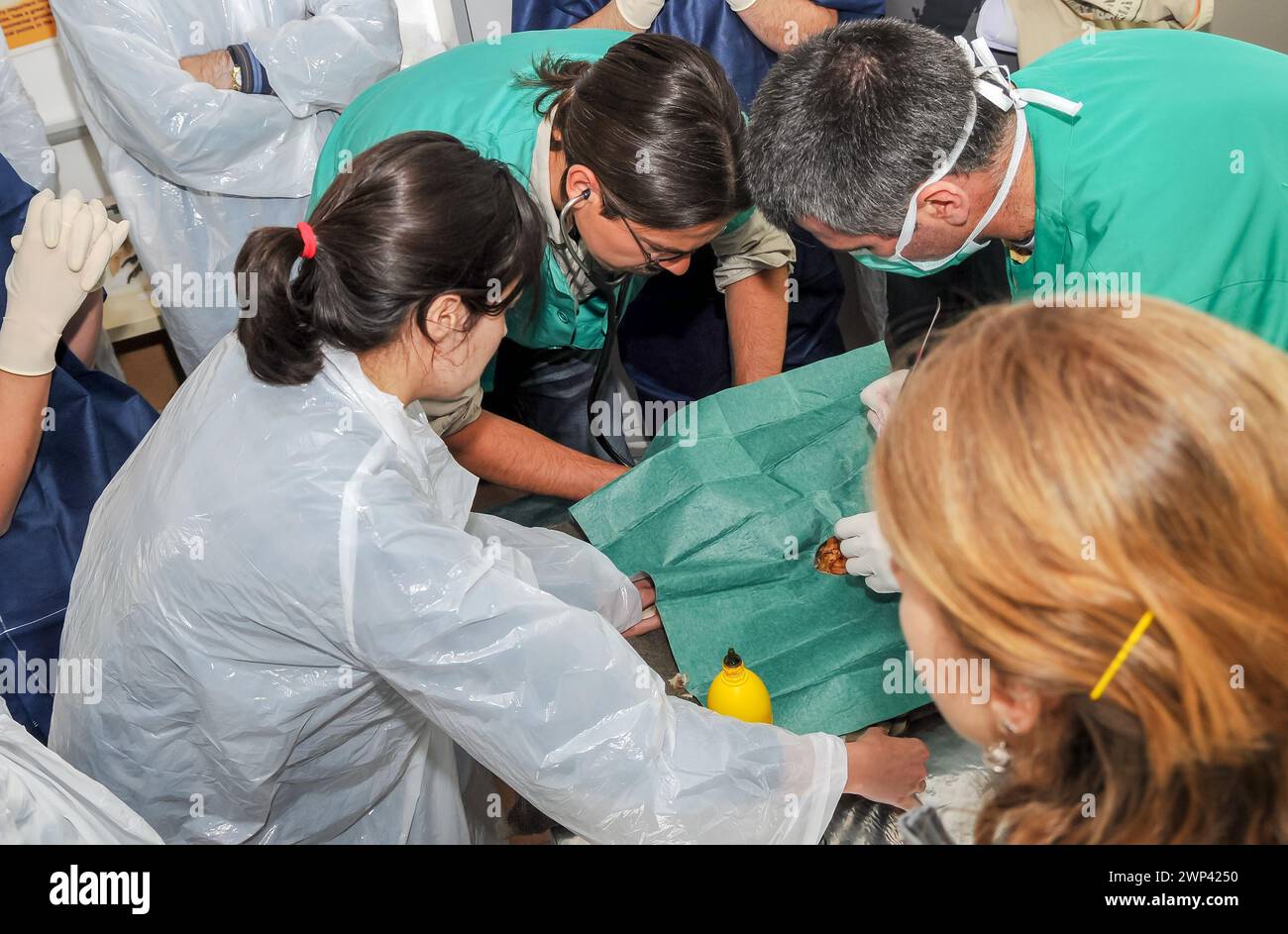 Infermiere e veterinario che esegue la chirurgia su un animale in un corso di necrologia pratica presso il centro di recupero degli uccelli. Foto Stock