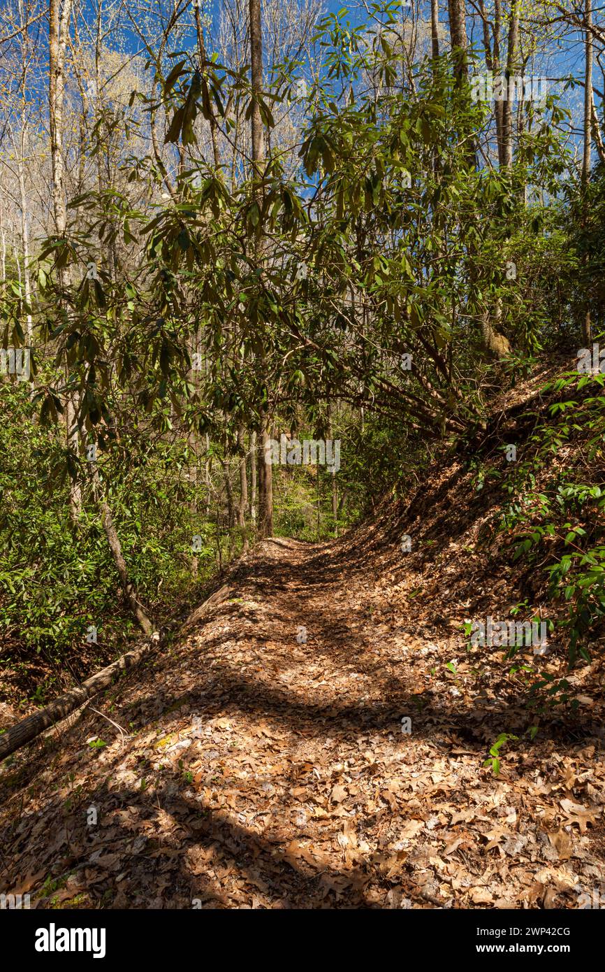 Sentiero nel Great Smoky Mountains National Park Foto Stock