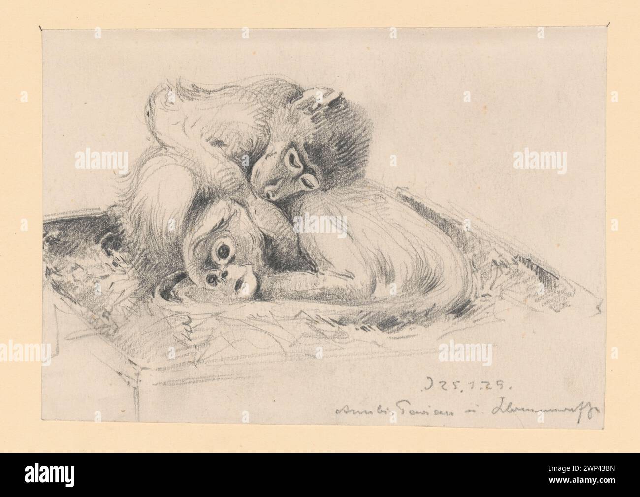 1929 disegno di Hans Dressler raffigurante babbuini e pavoni, parte della collezione tedesca di studi sugli animali. Si concentra sulla morfologia e sulla postura degli animali. Foto Stock