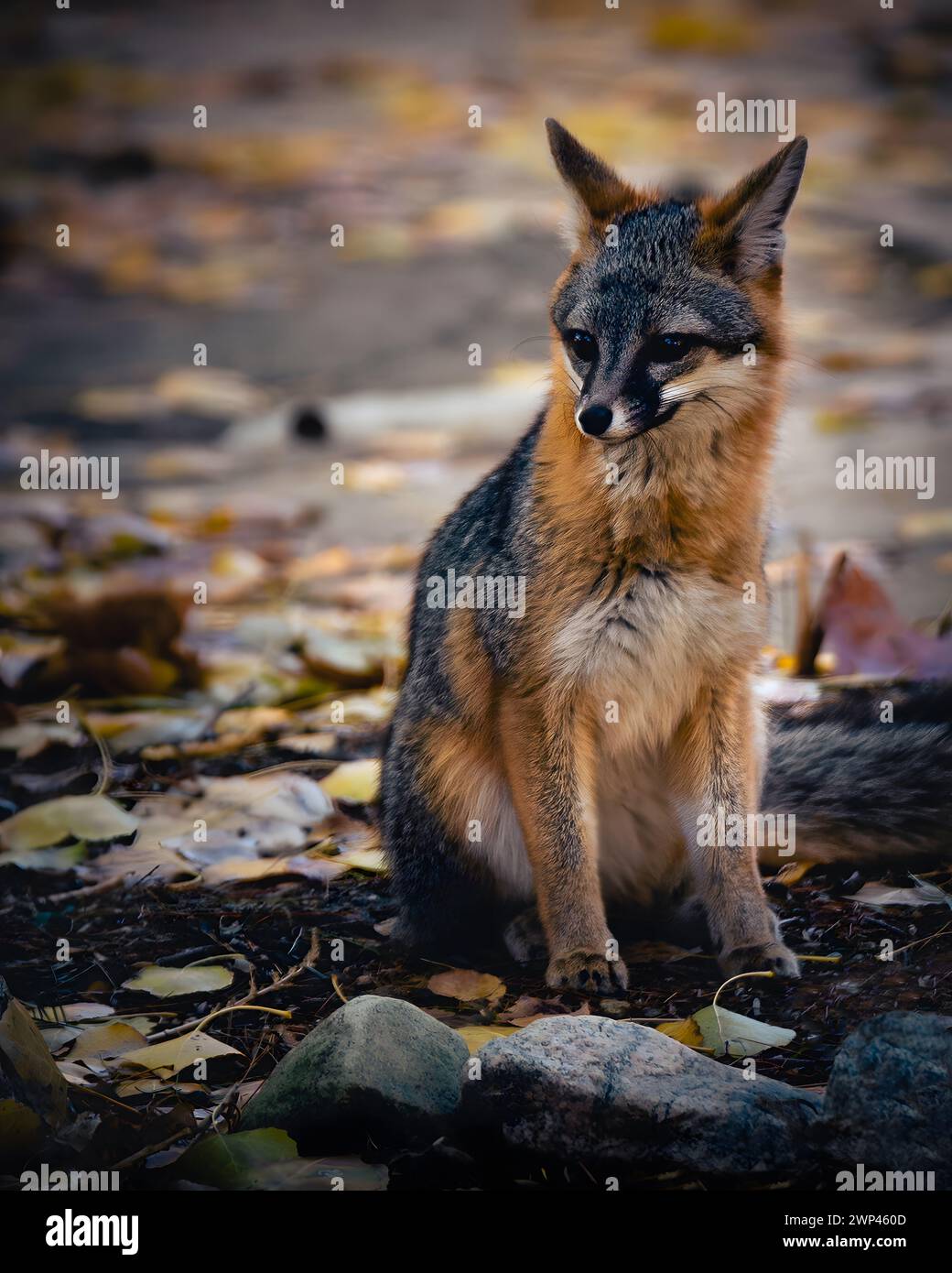 Gray Fox seduto a terra nella riserva Big Morongo Canyon in California Foto Stock