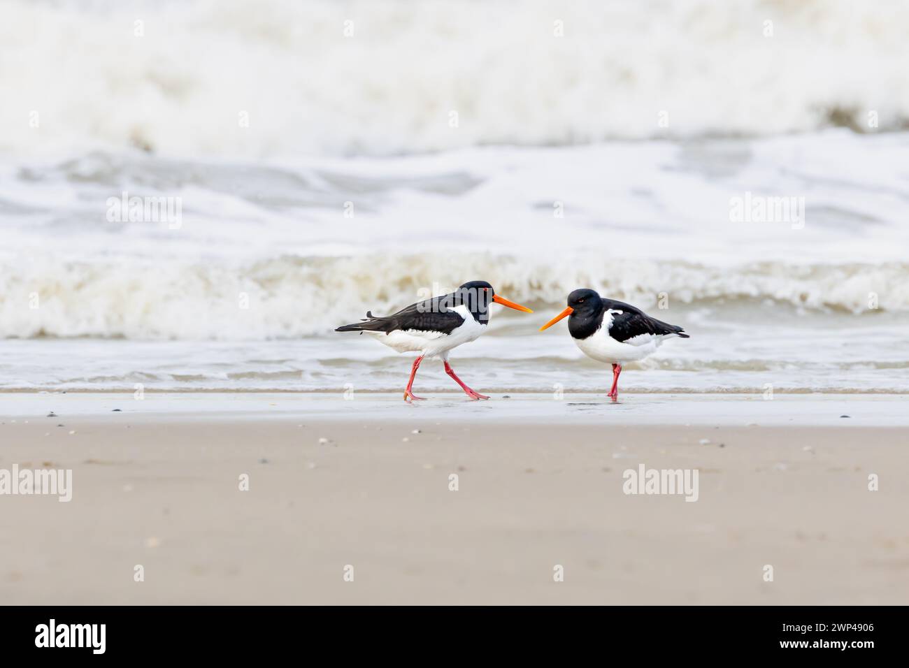 Primo piano di due Oystercatcher, Haematopus ostralegus, camminate e foraggiate sulla spiaggia del Mare del Nord di IJmuiderslag su uno sfondo sfocato di sur Foto Stock