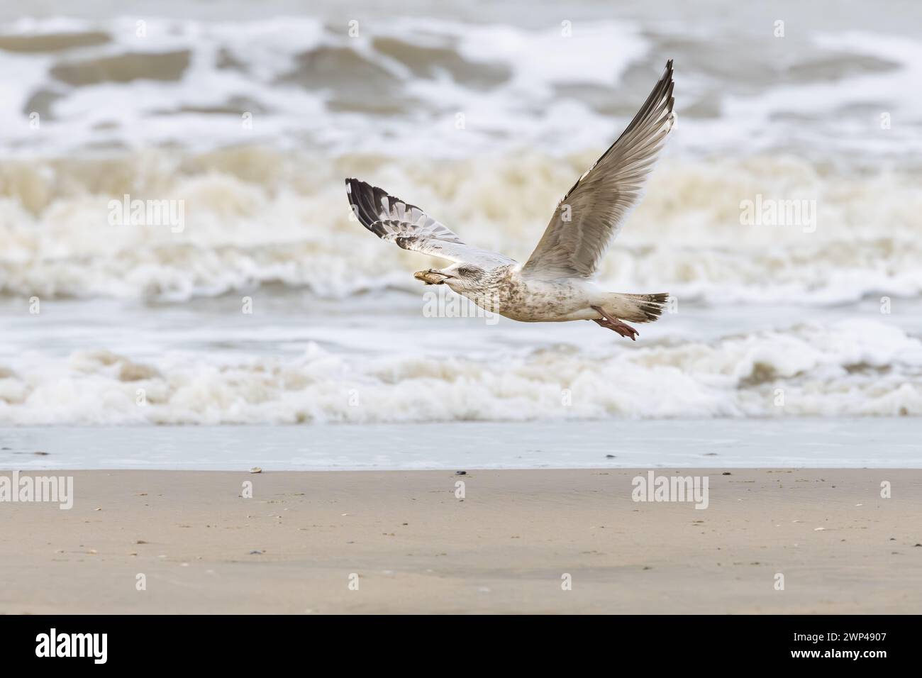 Primo piano di un gabbiano di aringa volante, Larus argentatus, con una conchiglia di rasoio nel becco lungo la riva del Mare del Nord a IJmuiderslag contro un'offuscata Foto Stock