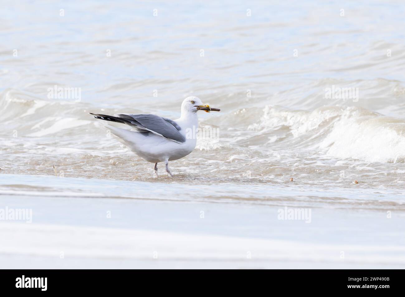Primo piano di un gabbiano di aringa, Larus argentatus, con un guscio di rasoio nel becco lungo la riva del Mare del Nord a IJmuiderslag contro un'offuscata Foto Stock