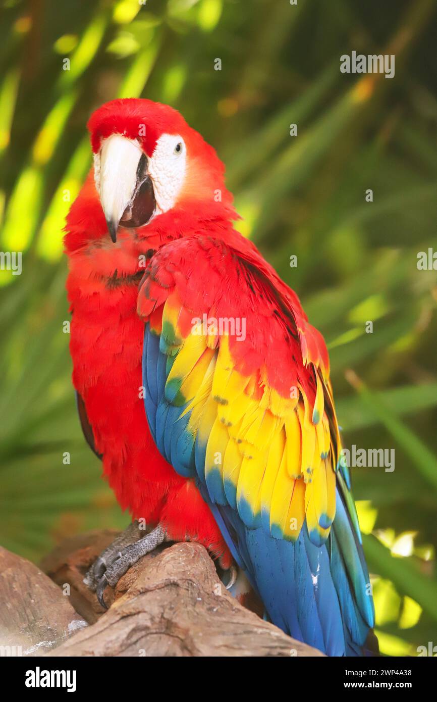 Primo piano ritratto del colorato pappagallo Scarlet Macaw in Messico su sfondo verde naturale. Amo i pappagalli. Ara cloroptera pappagallo sudamericano, A. Foto Stock