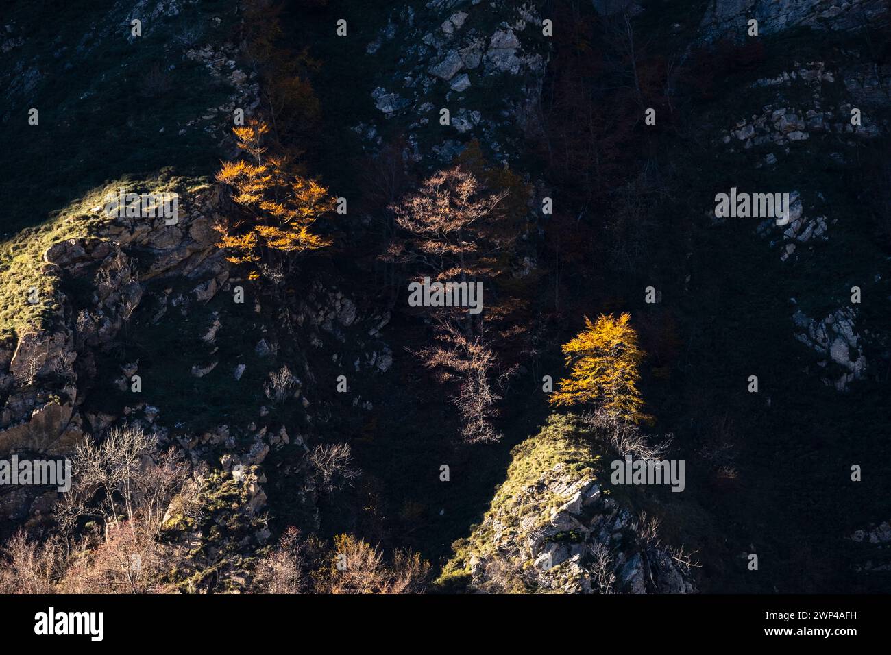 Asturie, Spagna - 05 novembre 2022 : alberi illuminati dal sole nascente Foto Stock