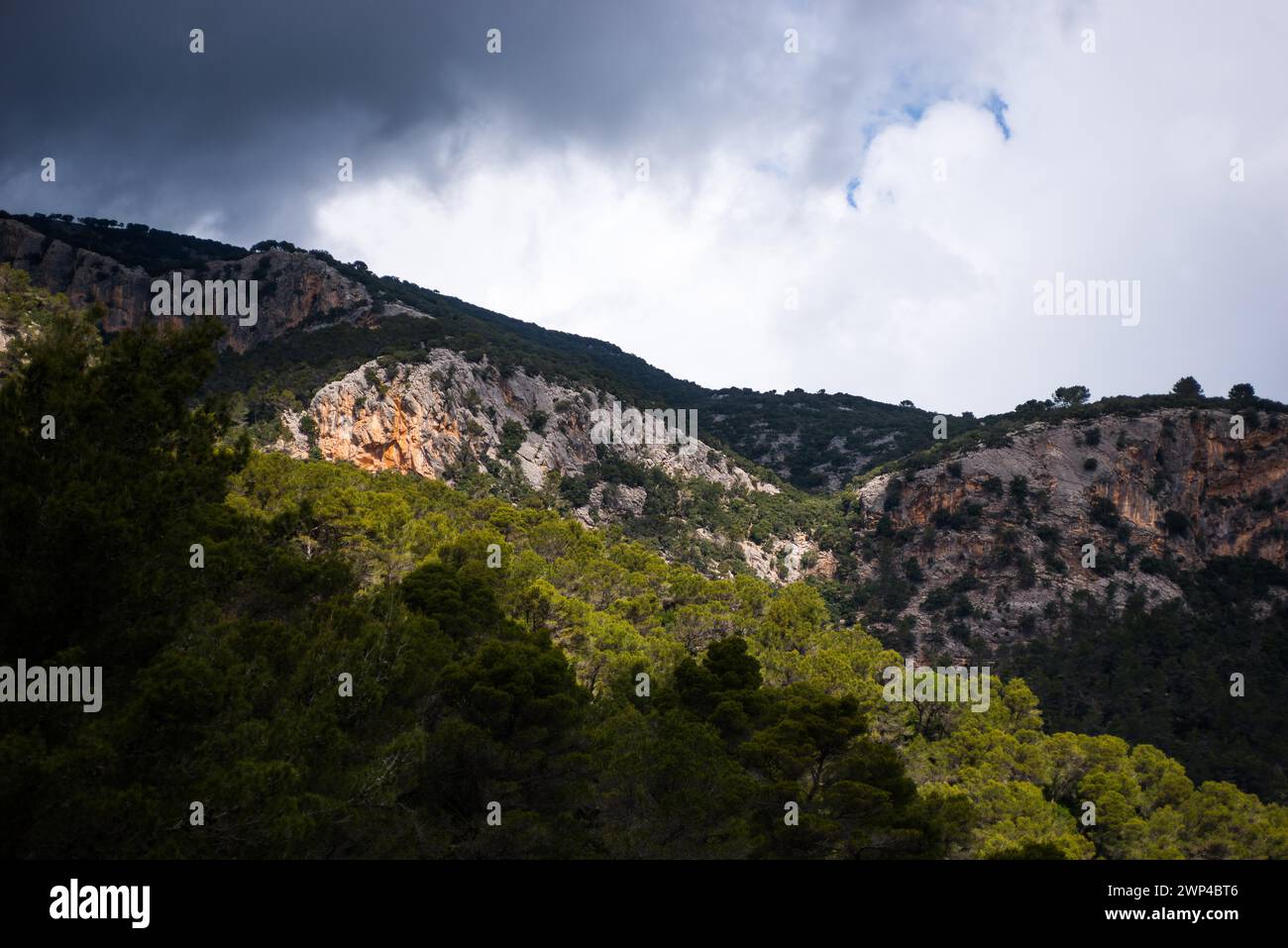 Suggestivo paesaggio montano con pineta e alberi solitari, pini d'Aleppo (Pinus halepensis) sotto nuvole scure, nuvole di tempesta, nuvole di pioggia, con Foto Stock