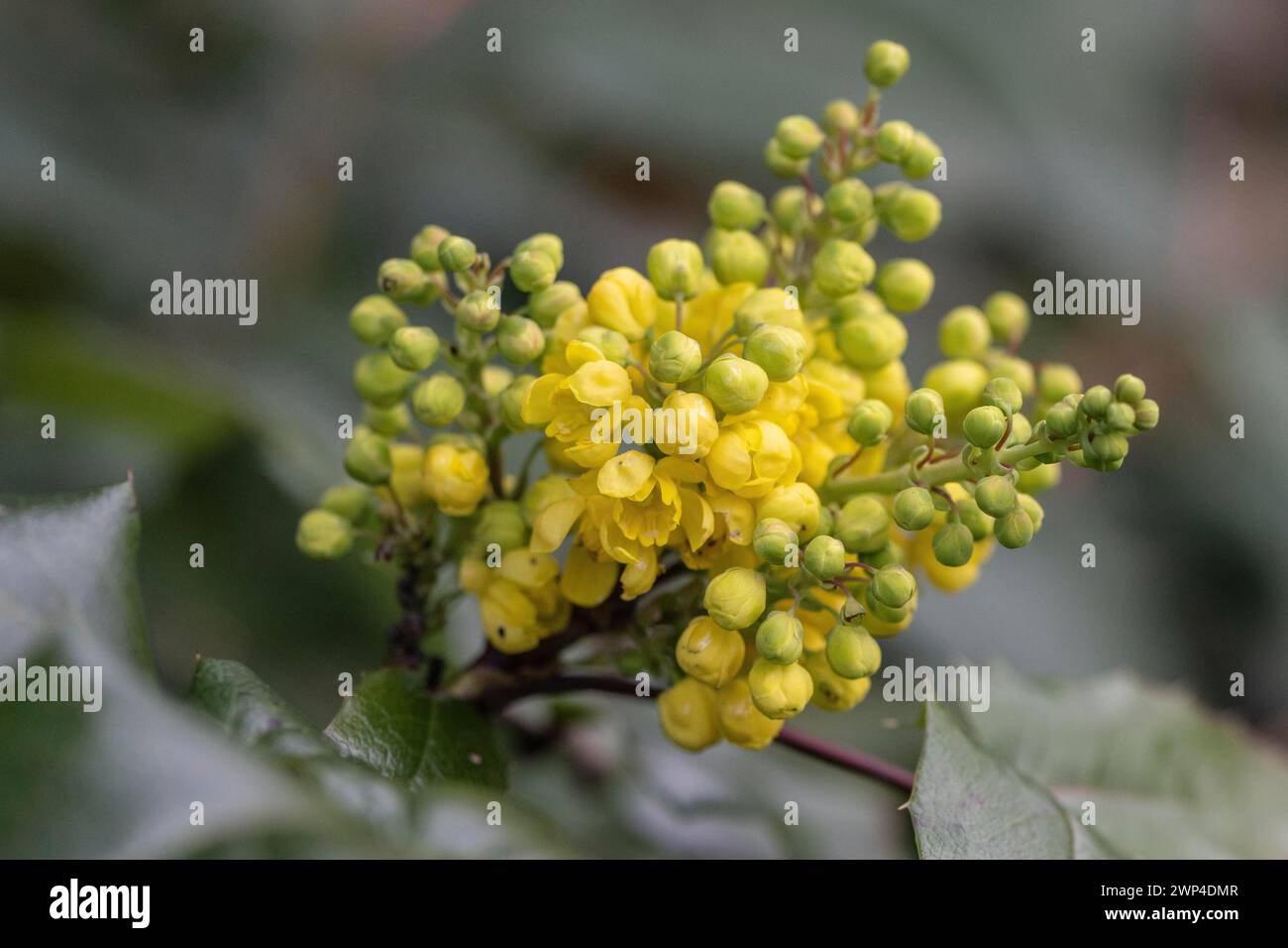 Uva dell'Oregon (Mahonia aquifolium), fiore, Spira, Renania-Palatinato, Germania Foto Stock