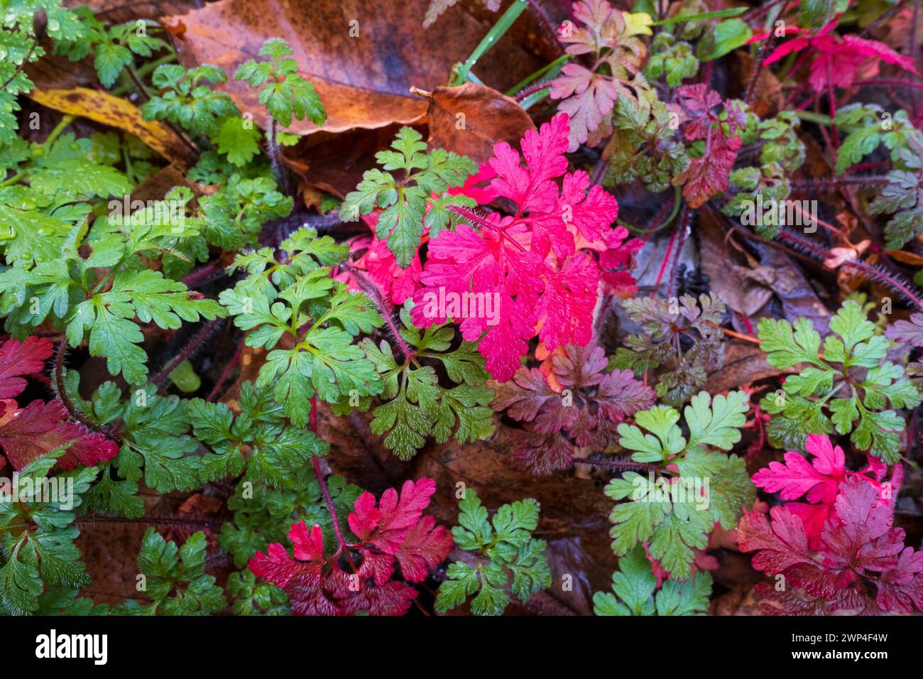 Castilla y Leon, Spagna - 08 novembre 2022: Rosa e verde Herb Robert Foto Stock