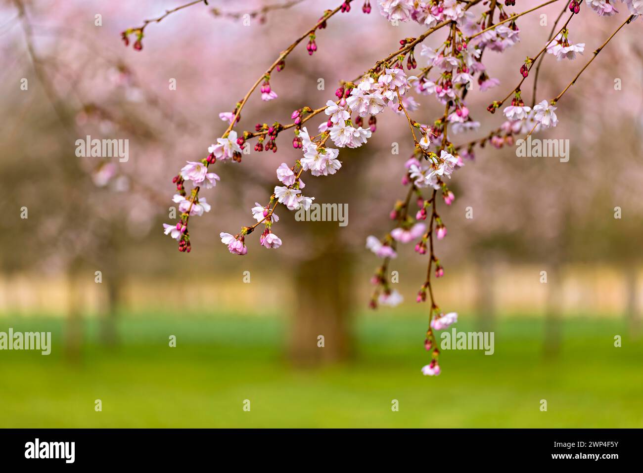 I ciliegi rosa fioriscono con uno sfondo sfocato di un albero e di una vegetazione, Prunus serrulata, ciliegio giapponese Foto Stock