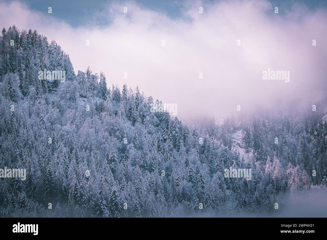 Fitta foresta di conifere con alberi innevati sotto un cielo nebbioso, Kaisergebierge, The Mountain Doctor, Elmau, Austria Foto Stock