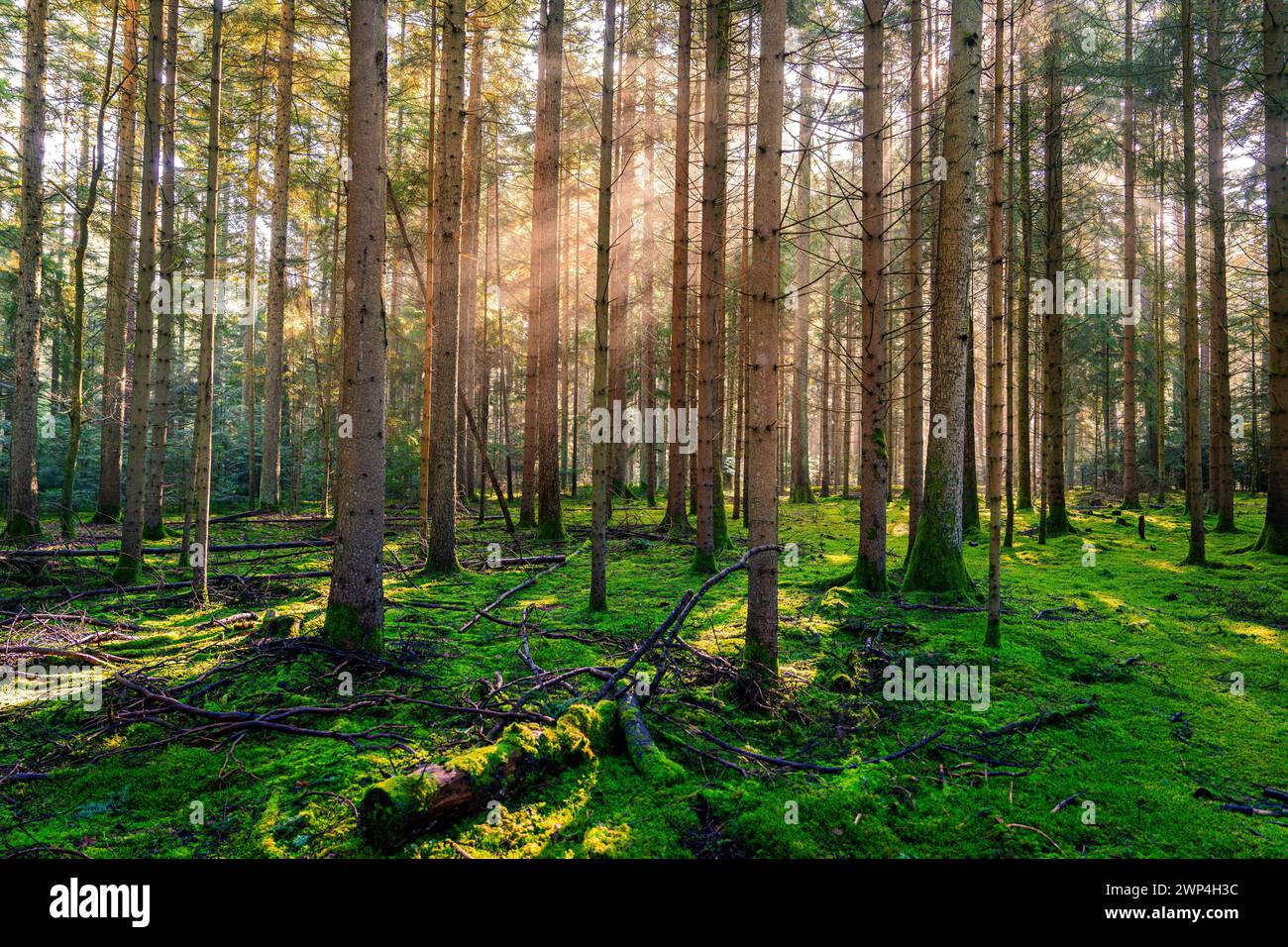 Foresta soleggiata con muschio fresco e alberi alti, Unterhaugstett, Foresta Nera, Germania Foto Stock