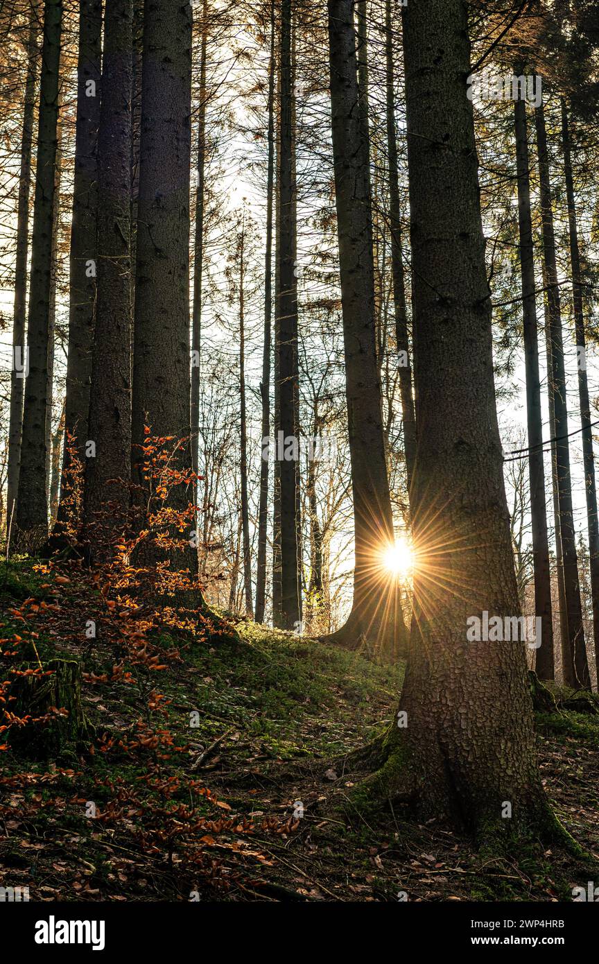 Il sole basso brilla tra gli alberi fitti e genera un gioco di luci e ombre, Gelpe, Elberfeld, Wuppertal, Renania settentrionale-Vestfalia Foto Stock