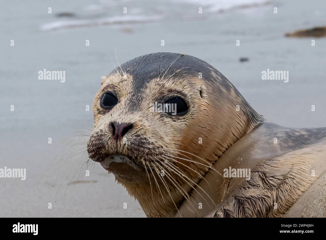 Primo piano di una graziosa foca con un aspetto curioso su un terreno sabbioso Foto Stock