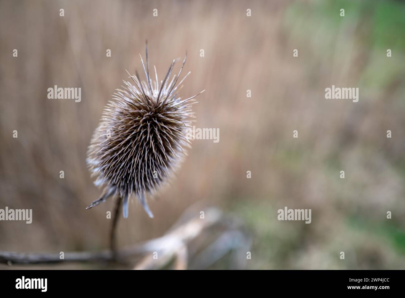 Primo piano di un cardo secco con sfondo sfocato Foto Stock