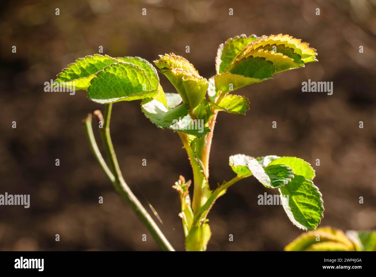 Ramo con foglie di Portland rosa, germogli freschi, primo piano, Renania settentrionale-Vestfalia, Germania Foto Stock