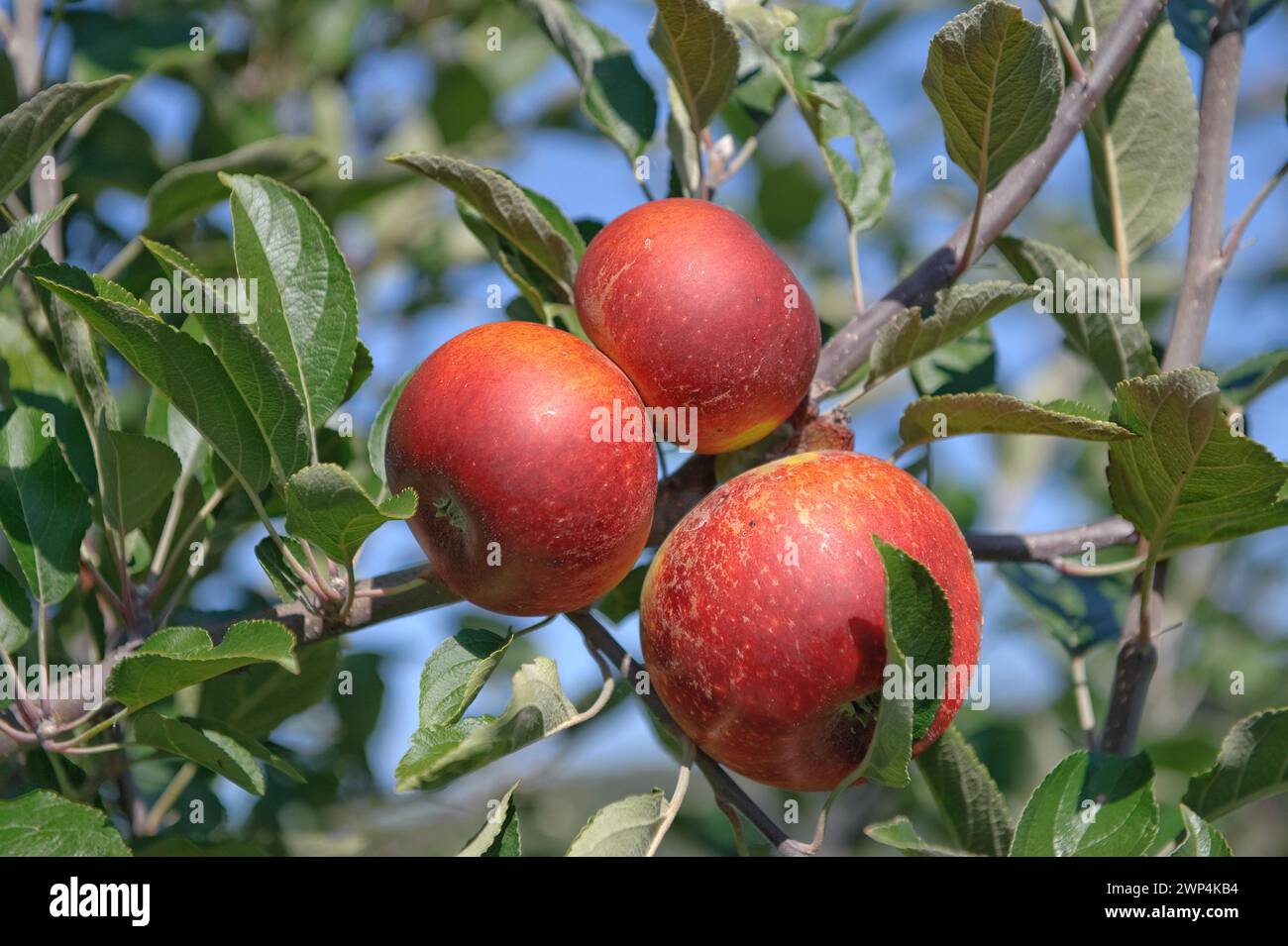 Apple (Malus domestica 'Ingrid Marie'), Julius Kuehn Institute, Sassonia, Germania Foto Stock