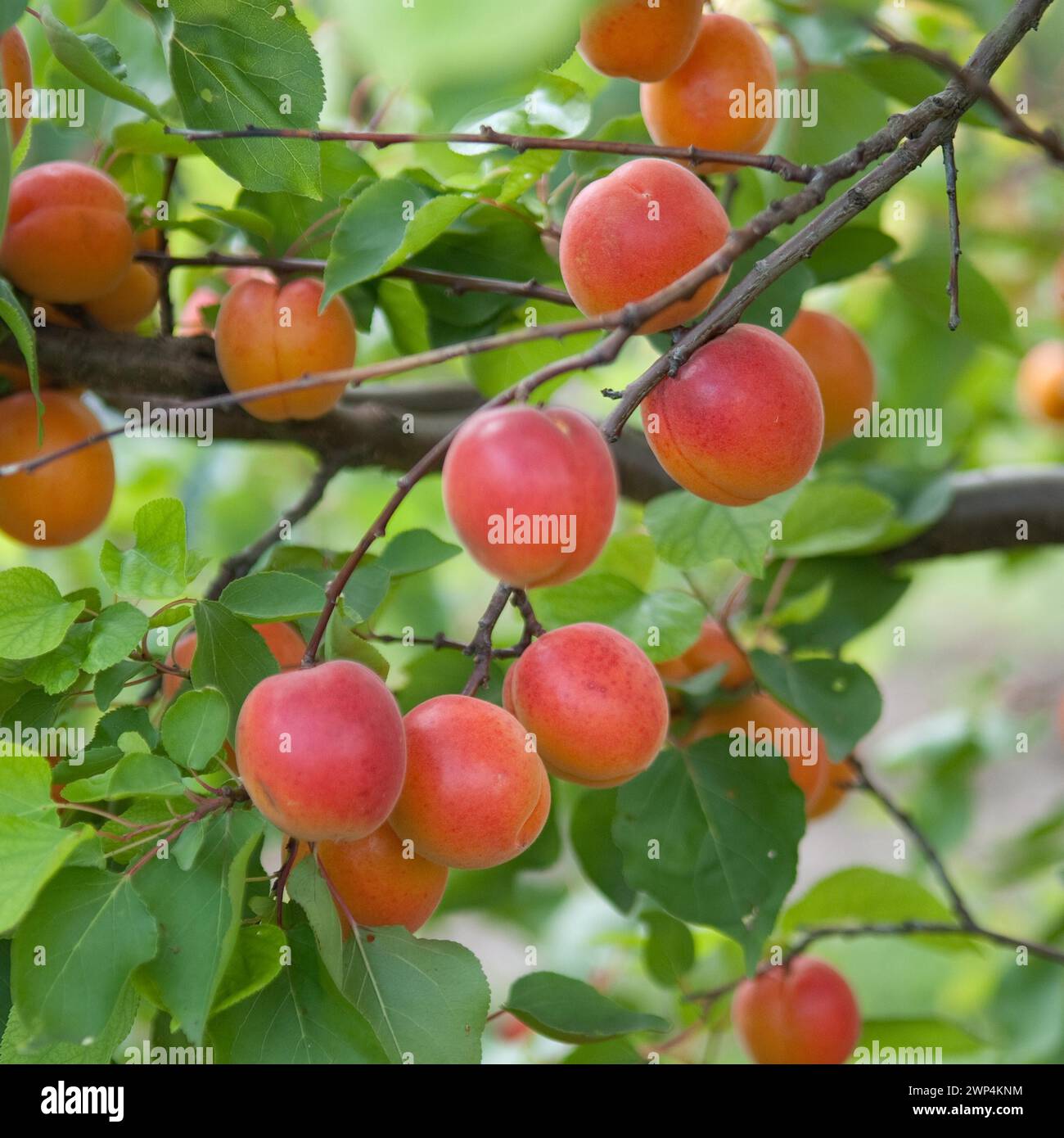 Albicocche (Prunus armeniaca 'Pinkcot'), BS Schreiber, Poysdorf, 14 Foto Stock